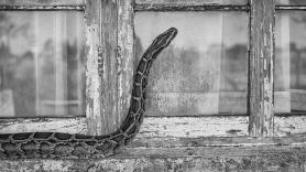 907 cazadores, 280 serpientes en diez días y 9.200 euros de premio: así intenta Florida frenar la plaga de pitones birmanas de los Everglades