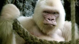 Los animales albinos más sorprendentes del mundo