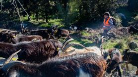 Javier, el pastor de 24 años que dejó la universidad por 350 cabras: "Igual que los ayuntamientos tienen barredoras, los municipios de sierra deberían tener rebaños"
