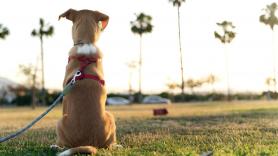 Tu perro no te está ignorando, sino todo lo contrario: esto es lo que significa que un can se siente dando la espalda