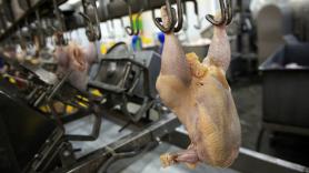 El mundo produce 76.200 millones de pollos al año, 27.900 millones más que en 2006: "Estamos muy lejos del pico del pollo"