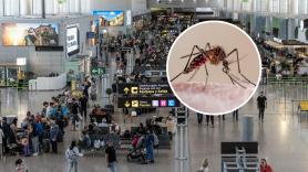 Dos muertos en Frankfurt por la 'malaria de aeropuerto': hay otros infectados, aunque solo se han dado 145 casos en Europa desde 1969
