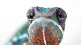 Ojos de animales vistos de cerca que son para no quitar ojo