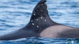 Las claves del ataque a la orca Toñi: qué se sabe hasta ahora