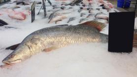 Avelino, 40 años buceando en Gijón, captura con arpón una corvina de 35 kilos: "Era gigante; debajo del agua fue como ver aparecer una vaca"