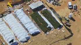 Un vecino avisa de una plantación al aire libre en Zaragoza y la Guardia Civil encuentra 2.000 plantas de marihuana, 17 secaderos y 116 kilos listos para vender: hay siete detenidos
