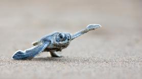 3.500 tortugas recién nacidas cruzan a la vez una playa hacia el mar mientras esquivan a los turistas: "Incluso se suben encima de sus caparazones"