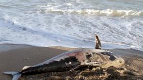 El misterio de los atunes varados en el Mediterráneo: no existen datos públicos de cuántos mueren cada verano en las jaulas de engorde