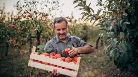 Un agricultor con 21 años de experiencia cultivando manzanas: "Nos han acostumbrado a manzanas sosas, las mismas variedades venidas de medio mundo"
