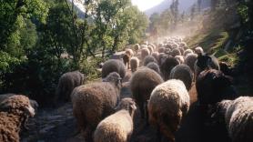 Almudena dejó un buen trabajo en el País Vasco y hoy pastorea 800 ovejas en un pueblo de Zamora: "Da igual que diluvie o lleguemos casi a cuarenta grados, esta es mi oficina"