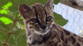 Pensaban que era un gato doméstico: descubierta en Bolivia por primera vez una especie de felino en más de un siglo