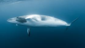 La carrera contrarreloj de un equipo de rescate para liberar una ballena que llevaba 64 kilómetros nadando enredada con una enorme cuerda