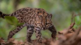 El gato que nadie conocía: descubren en Bolivia una nueva especie tras más de 100 años