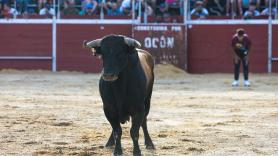 Susto monumental después de irse la luz en pleno concurso de recortadores en San Agustín de Guadalix