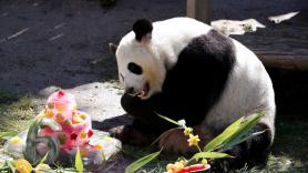 ¿Un mal día? Aquí tienes las fotos del sexto cumpleaños de Zhu Yu, el oso panda del Zoo de Madrid