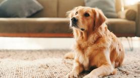 Entran a robar a una casa y la reacción de un perro lleva ya más de 7,8 millones de reproducciones
