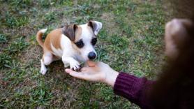 Las adopciones de perros y gatos en España caen un 19% y un 15% en un año y se sitúan en su nivel más bajo desde la pandemia