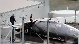 Islandia quiere prohibir permanentemente la caza comercial de ballenas en sus aguas: "Una industria que no sirve para nada"
