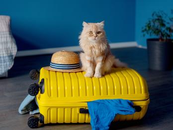Un gato se sienta sobre la maleta listo para ir de vacaciones.