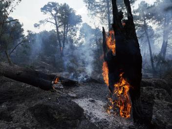 Zonas quemadas en los alrededores de el embalse de El Burguillo por el incendio que se originó en Burgohondo (Ávila)