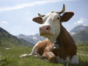 Una vaca, en el campo.