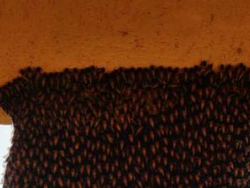Un enorme panal de abejas.