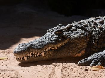 Un ejemplar de cocodrilo del Nilo, fotografiado en el Bioparc de Valencia, el 25 de septiembre de 2025.