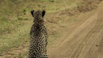 La triste realidad del animal más rápido del mundo