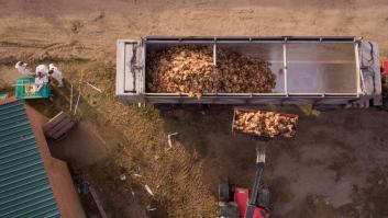 Salud Pública pone el foco en la gripe aviar: no se descartan "futuros casos" en humanos