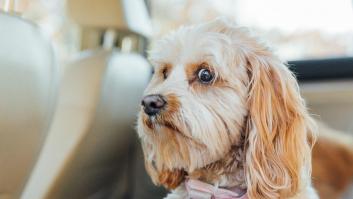 Una reputada veterinaria exige eliminar cuanto antes la nefasta conducta cuando un perro tiene miedo