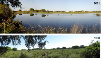 Doñana: el grifo lleva abierto más de una década y ya te habían avisado