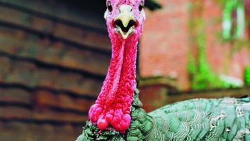 Las granjas optimizadas apuestan por la masturbación de los pavos