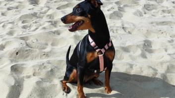 ¿Puedo dar sandía a mi perro?