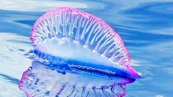 Cómo de peligrosa es la picadura de la carabela portuguesa: cómo prevenir y qué hacer si pica