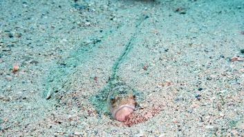 El método rápido y efectivo para curar una picadura de pez araña