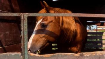 Enseña cómo viajan los caballos en un avión: "Van en primera clase"