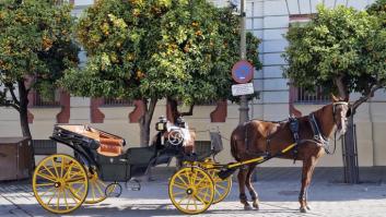 Este es el impensable paradero final de las naranjas del centro de Sevilla