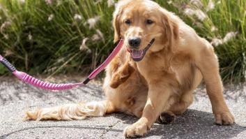 Los cuatro productos comunes de cocina para acabar con la plaga que ataca a los perros