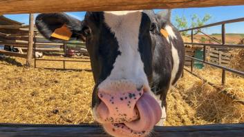 Inédita ley de 9 pueblos idílicos con los excrementos del ganado