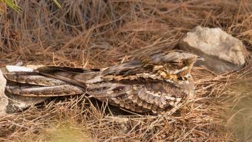El ave que migra a España con las extremidades amputadas