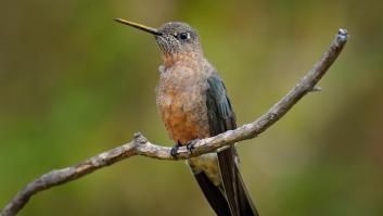 Hallan un nuevo colibrí gigante capaz de recorrer 8.000 kilómetros a 4.000 metros de altura