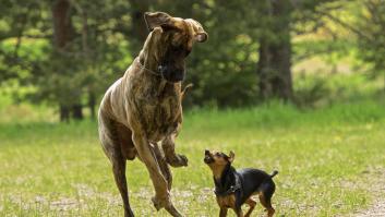 Europa se enfrenta a la 'larva del infierno' letal para perros y un veterinario salva el día con la guía definitiva