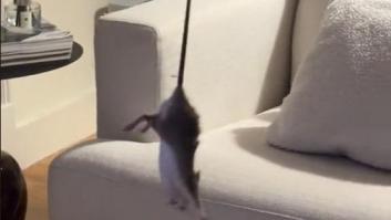 Su gato le trae una rata a casa y esta es la que se lía