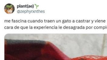 Una veterinaria sube una foto de cómo le han traído un gato a la consulta y arrasa