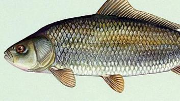 Amenazan de muerte al pez inmortal de los 100 años