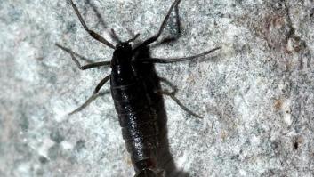 Mide unos pocos milímetros y se convierte en el animal terrestre más grande de la Antártida