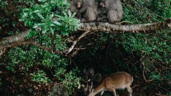 Científicos se llevan las manos a la cabeza por el extraño apareamiento entre monos y ciervos
