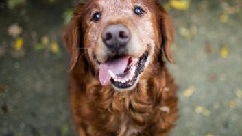 La pastilla que alarga la vida de los perros toca la puerta de España