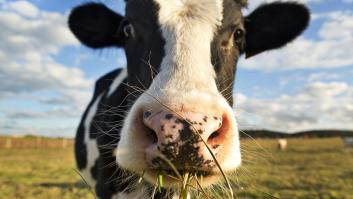 Una vaca escapa de camino al matadero, atraviesa cinco viviendas y acaba refugiada: "Se quedó con nosotros 5 horas"