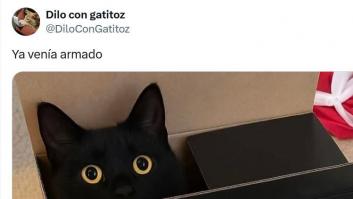 Comparte esta foto enseñando dónde ha aparecido su gato y estallan las risas